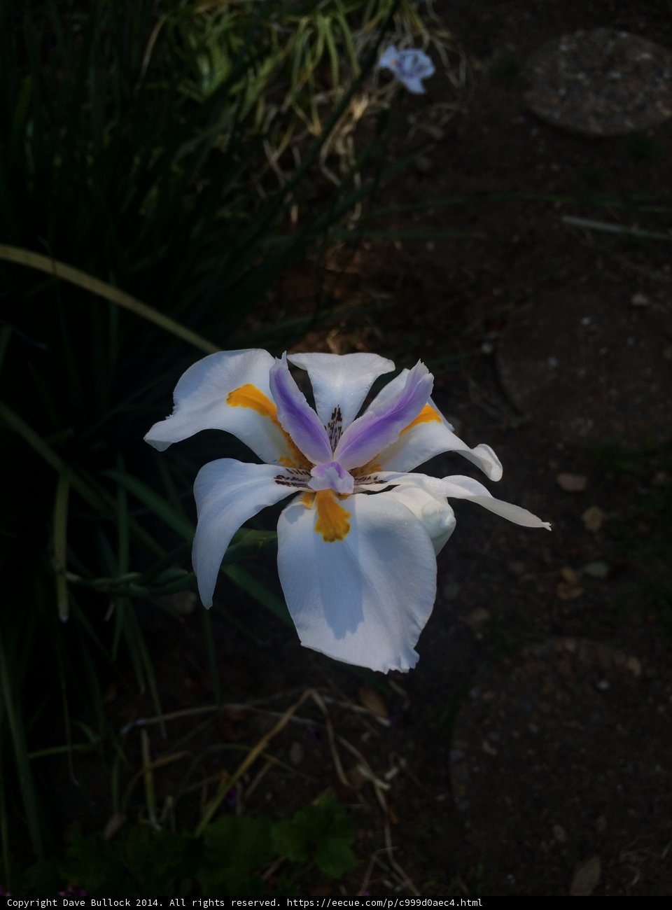 Purple Lily Blooms in Altadena
