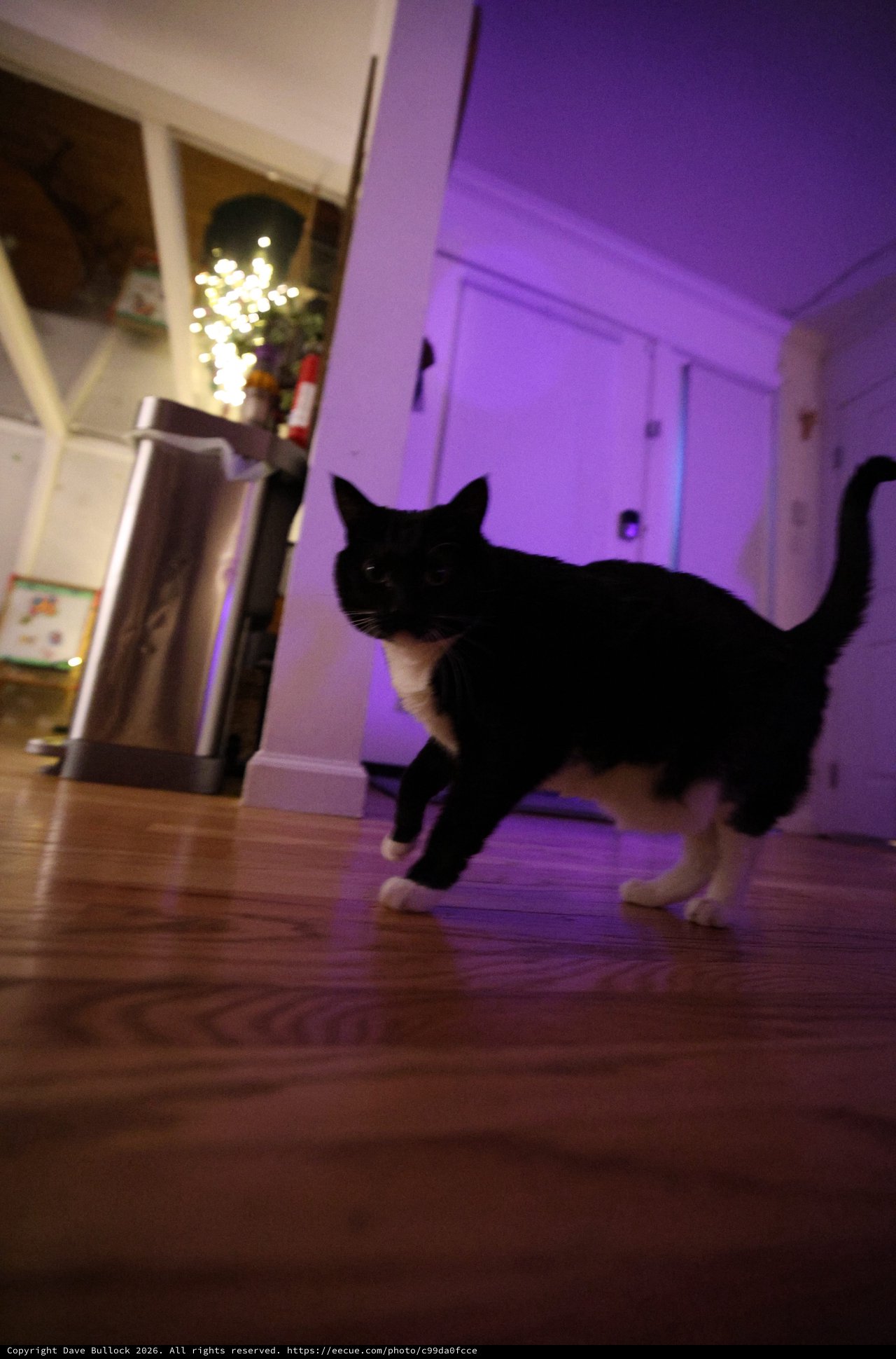 Black Cat Named Leeloo Captured in Mid-Sprint at Night