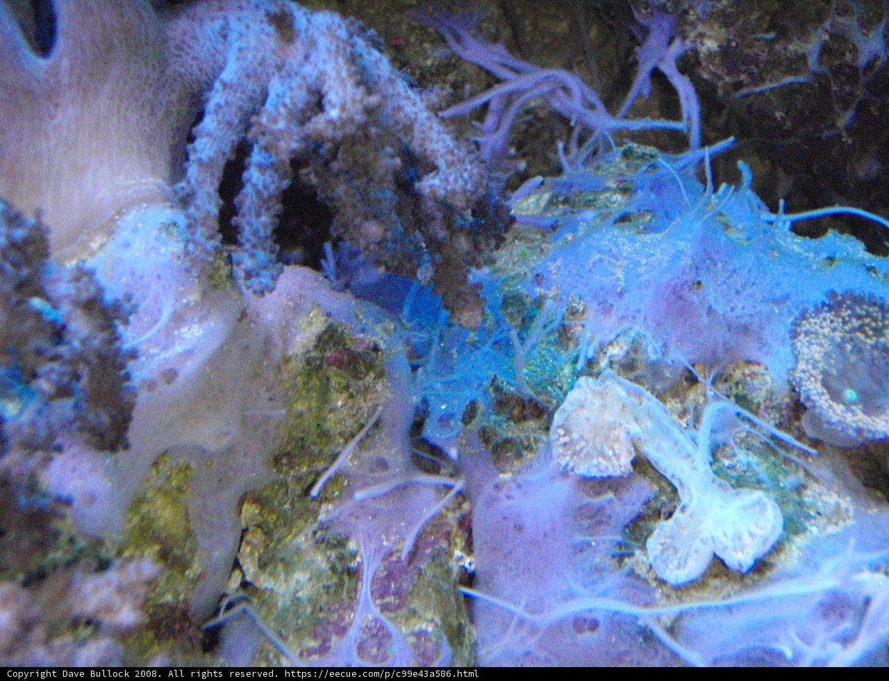 Coral and Octopus Encounter Underwater
