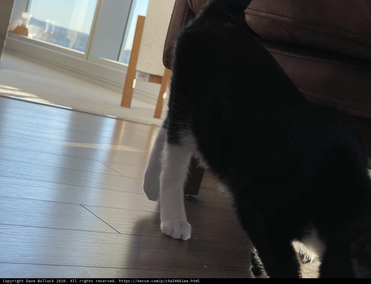 The Elegant Feline