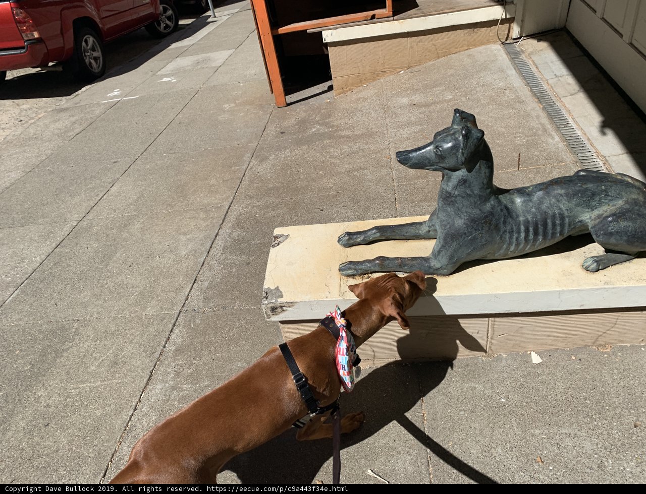 A Curious Pup and its Stone Brethren