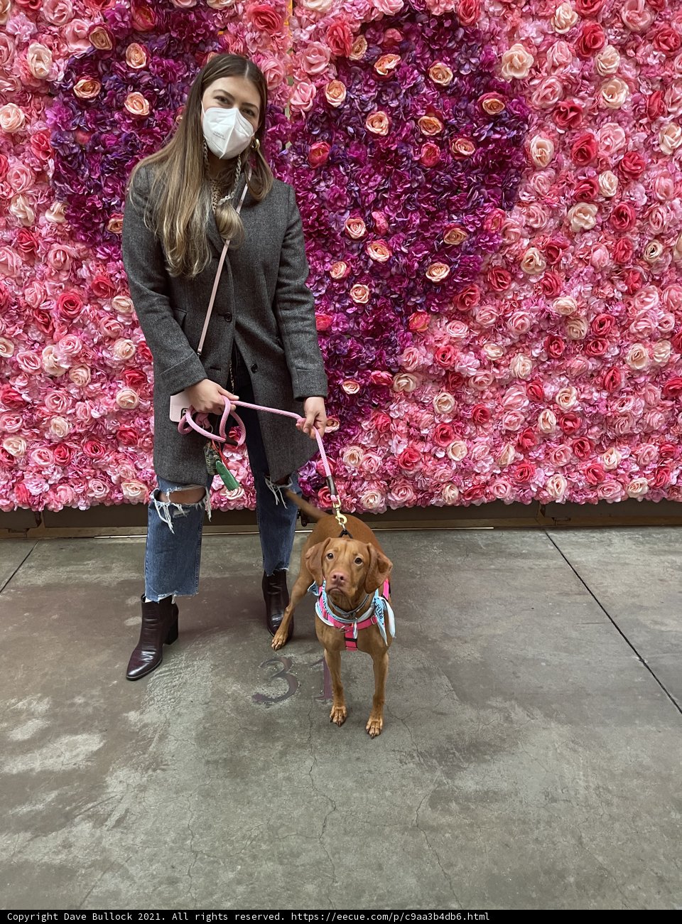 Masked Woman and Beagle Pose in Front of a Floral Wall
