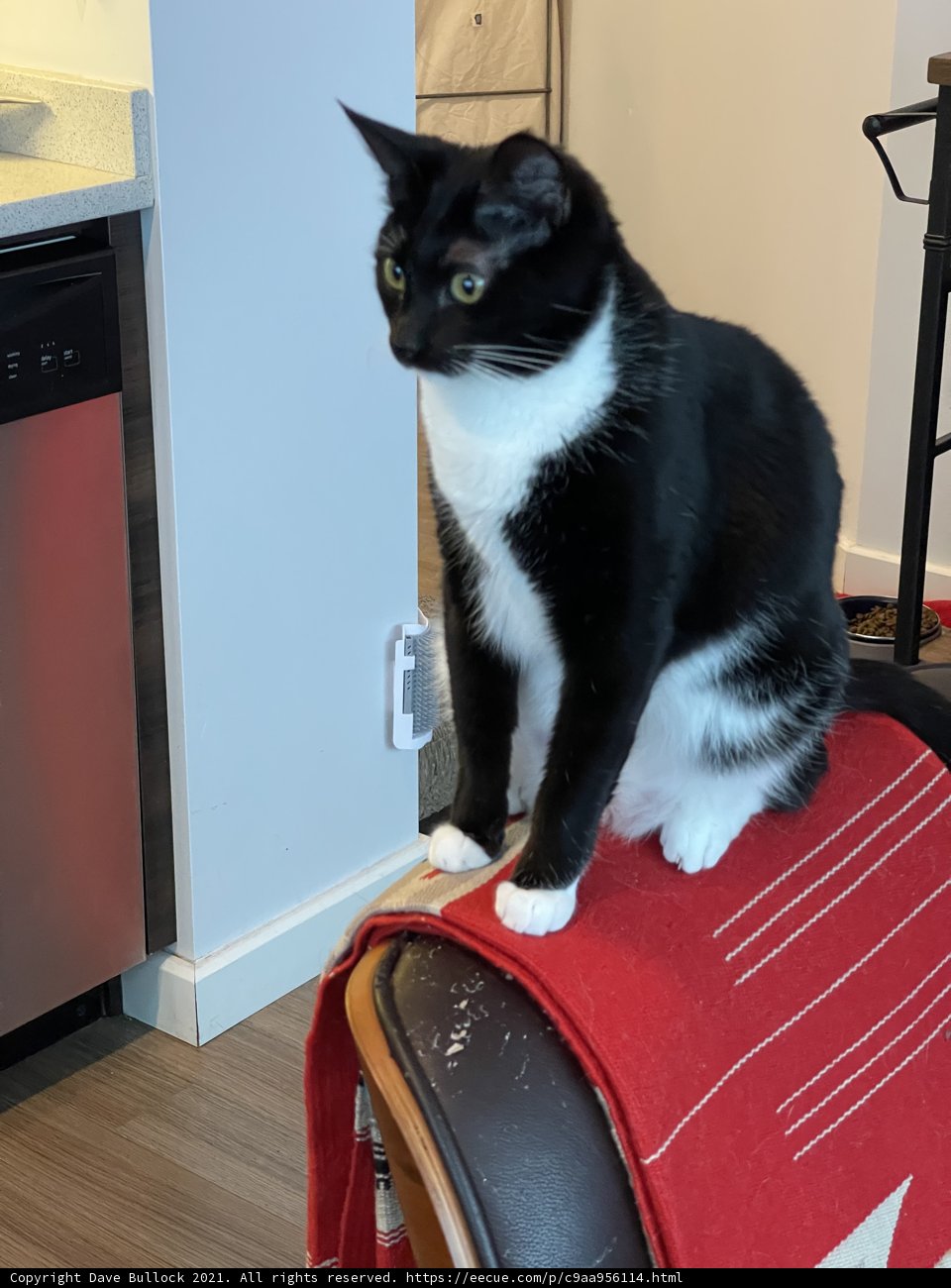 The Monochrome Meower