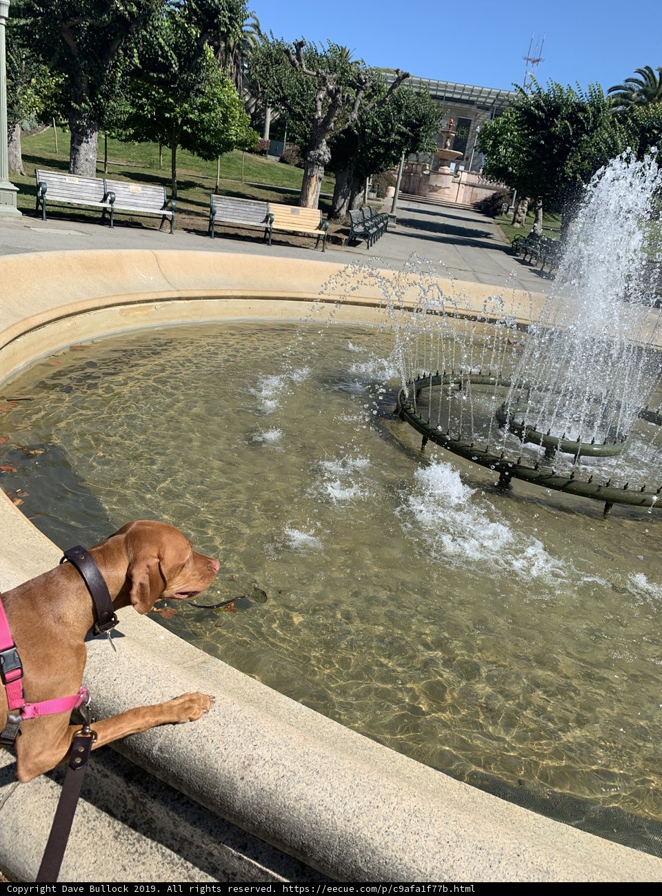 Puppy's Oasis