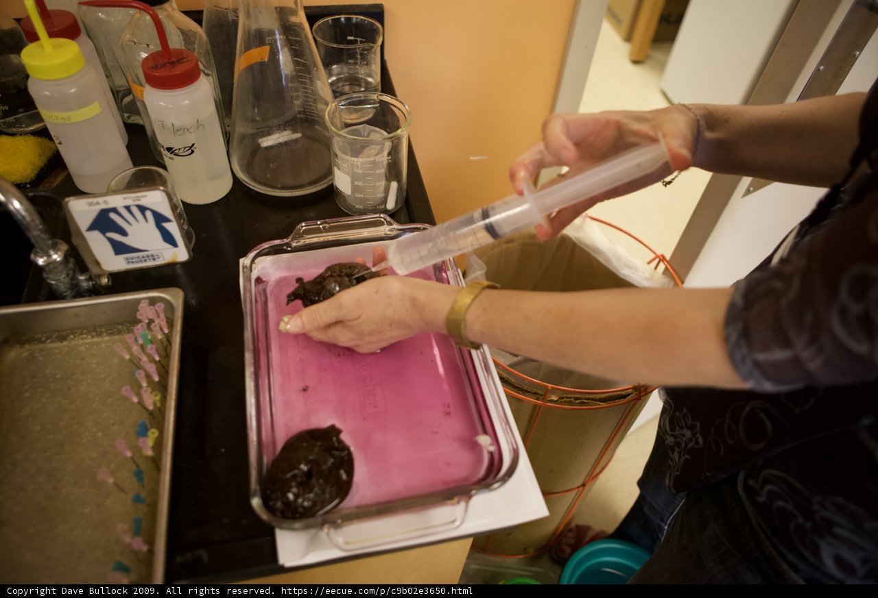 Cleaning the Sweet Treats