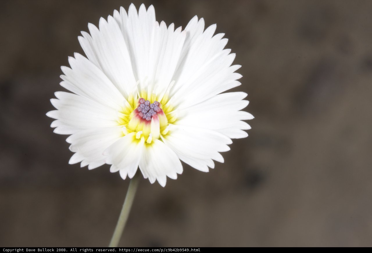 Daisy Delight