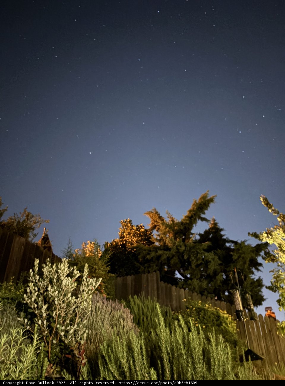 Nocturnal Serenity