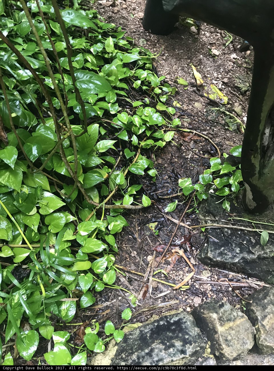Serene Greenery