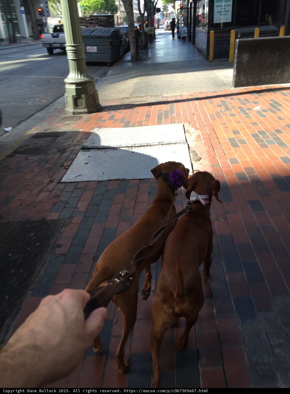 Brown Vizslas Taking a Stroll