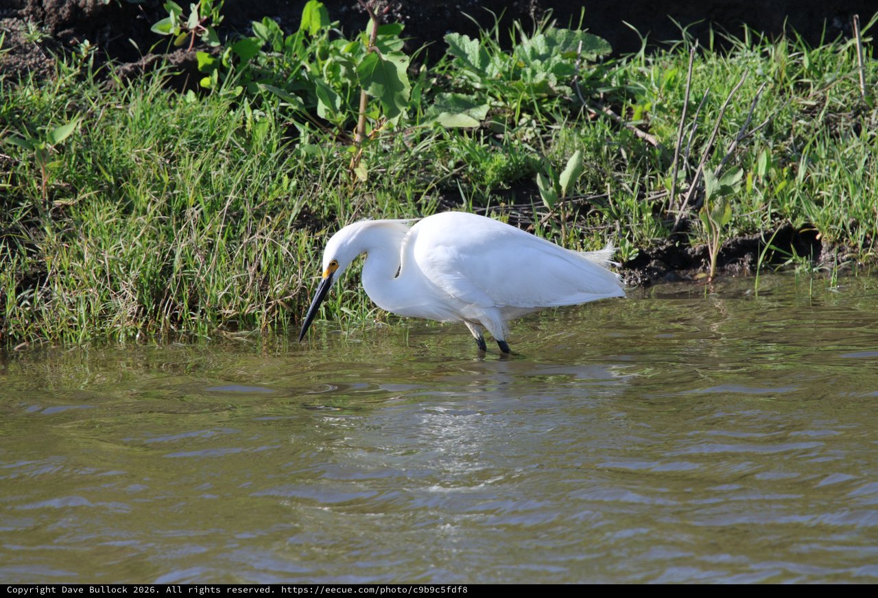 Snowy Egret Hunting in Shallow Wetland Waters