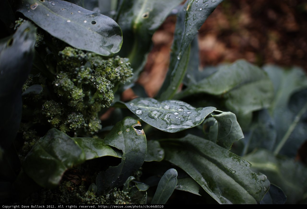Refreshing Broccoli Plant