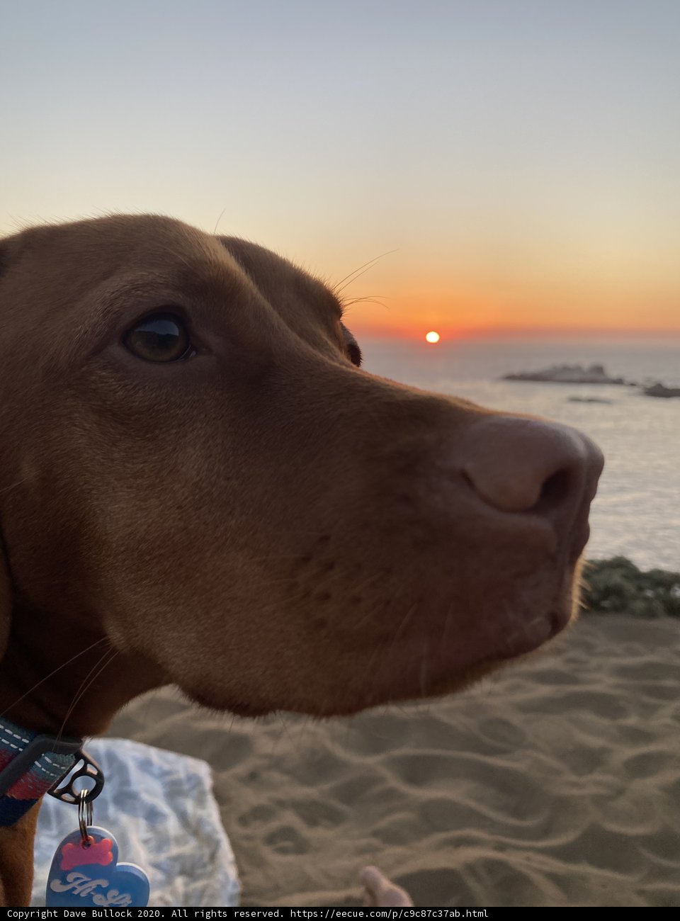 Canine Contemplation on the California Coast