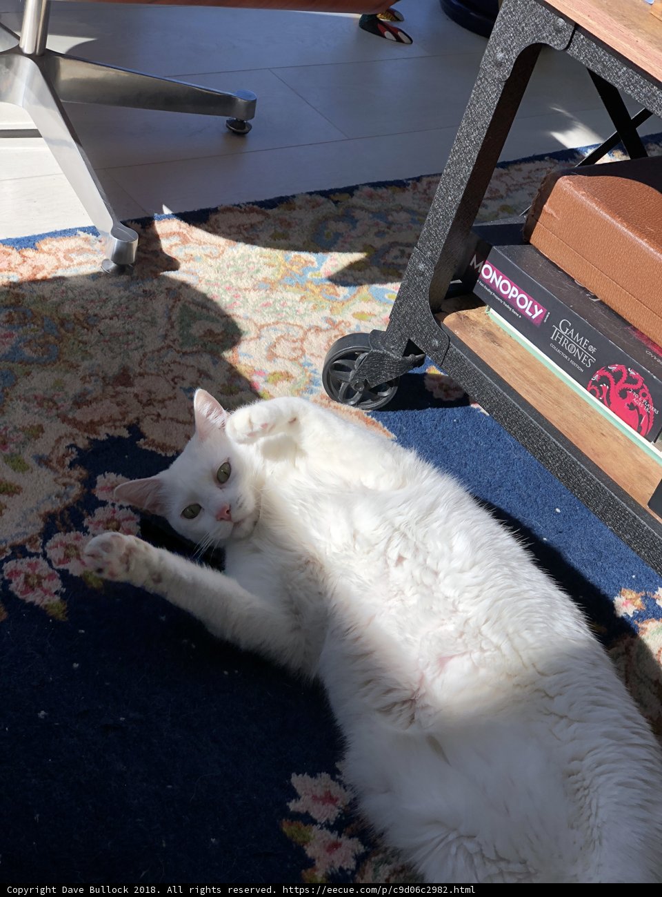 Upside Down Feline