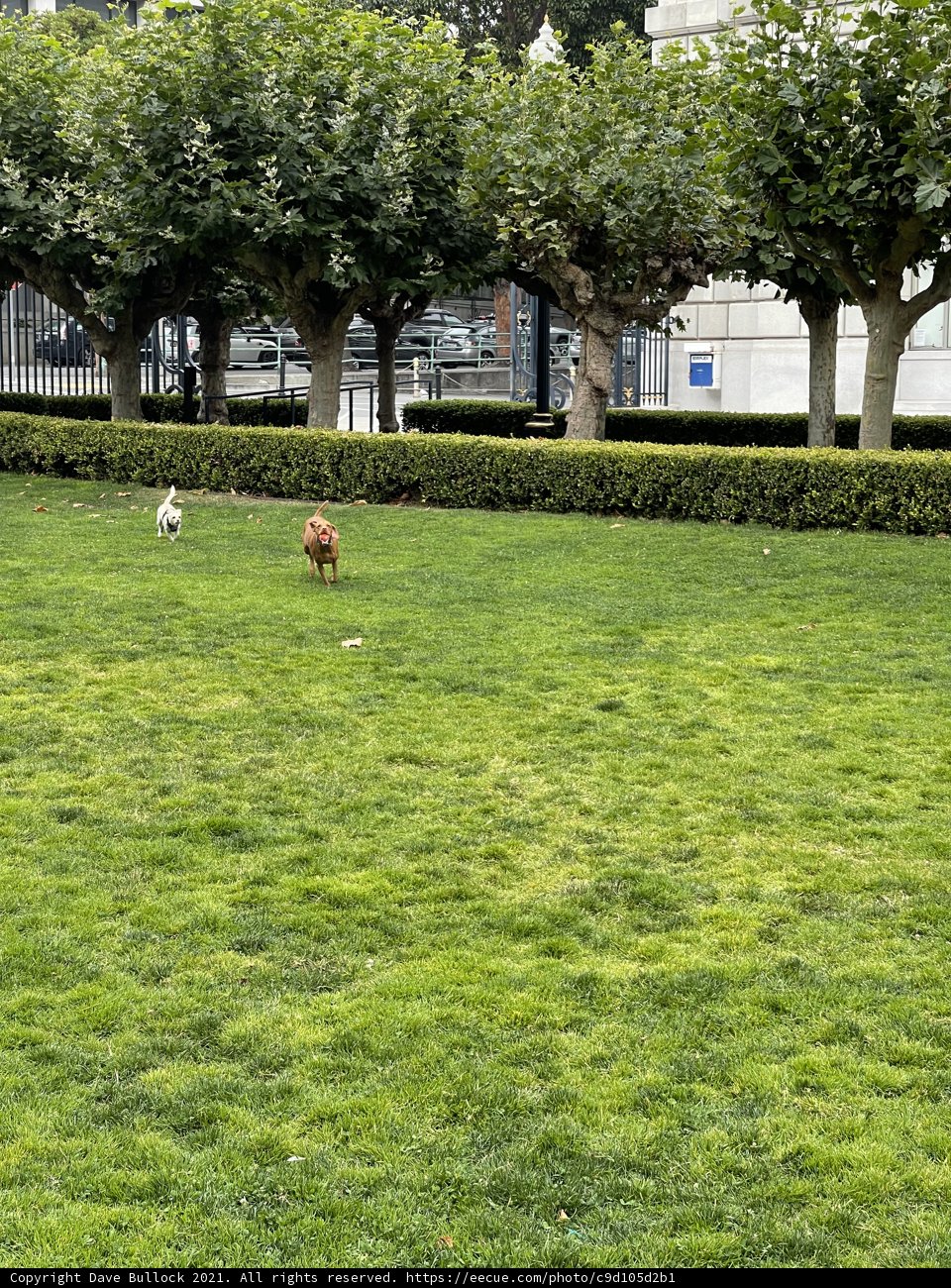 A Canine's Day Out in San Francisco