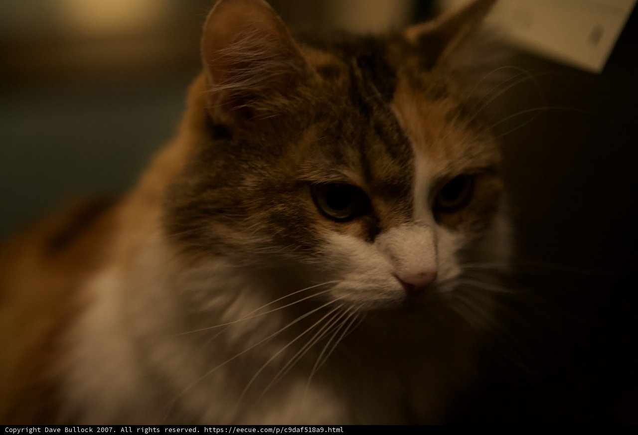 Curious Calico