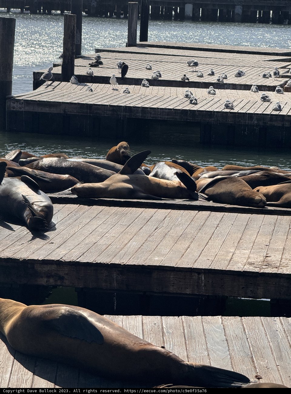 Sunbathing Sea Lions at San Francisco Bay