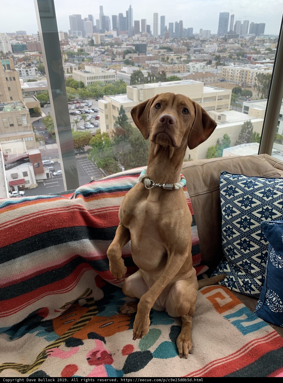 Cozy Pooch on Linen-Covered Couch