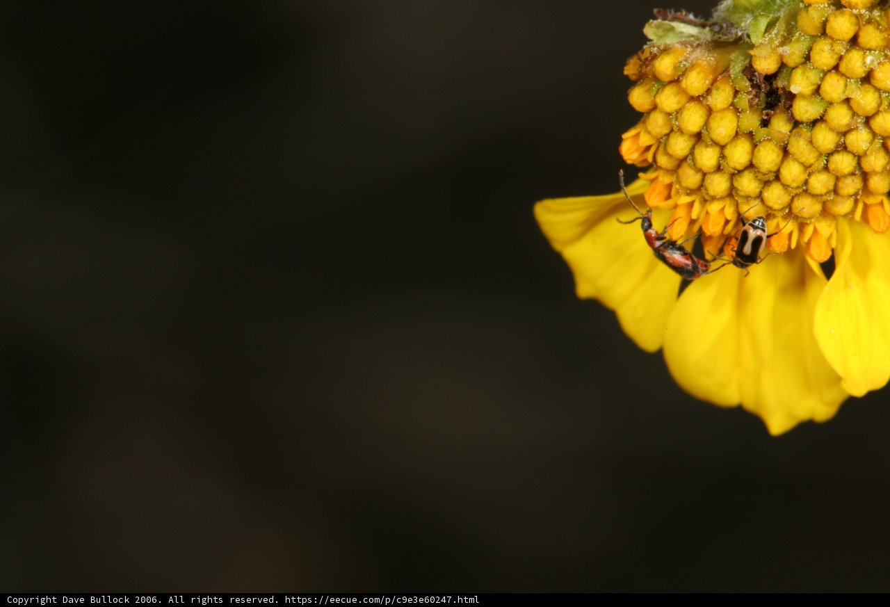 Insect on a Yellow Flower
