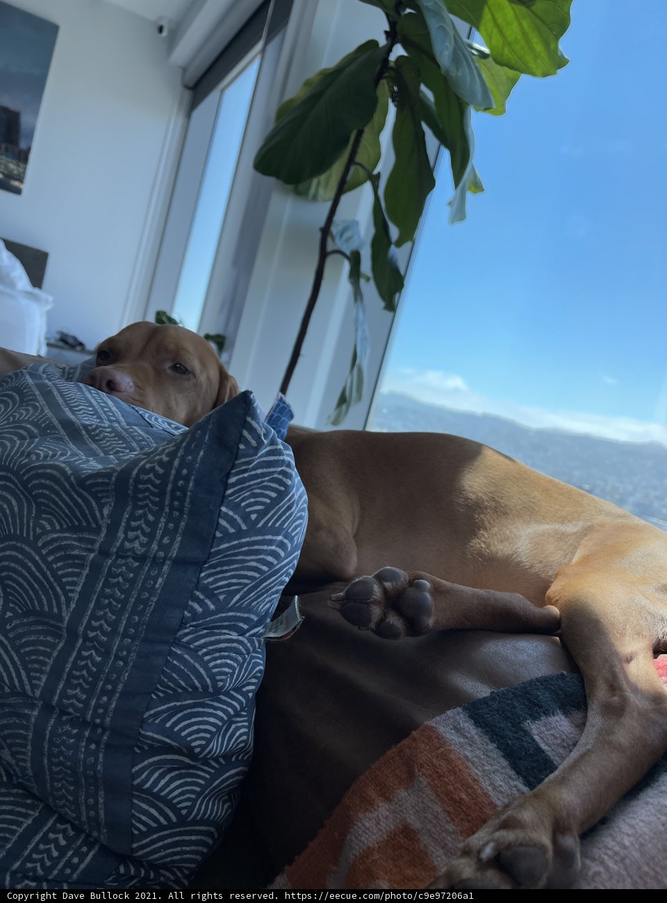 Canine Comfort