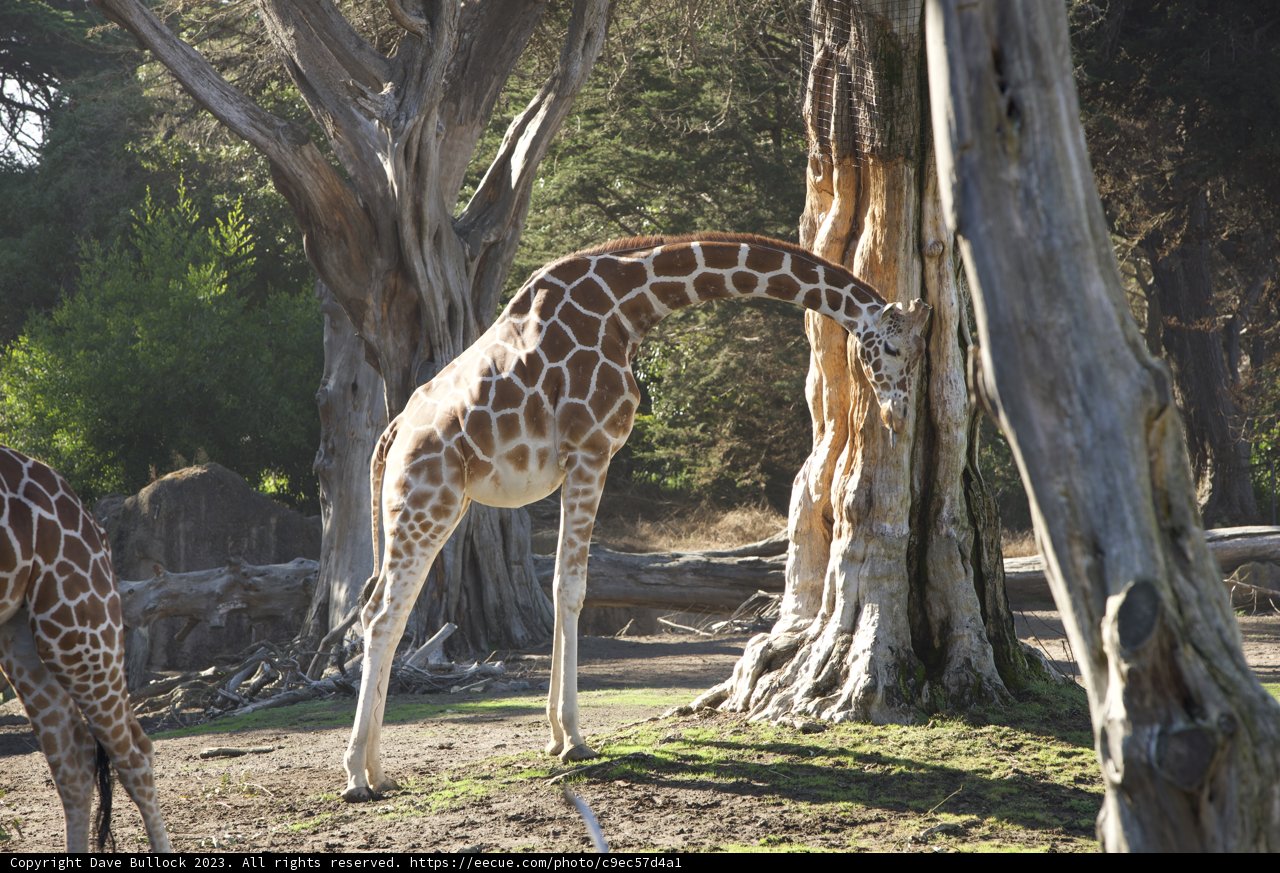 Majestic Giant of the Savanna