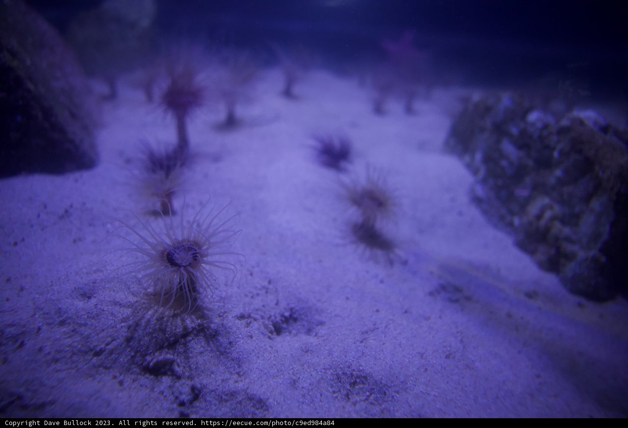 Monterey Aquarium's Underwater Spectacle