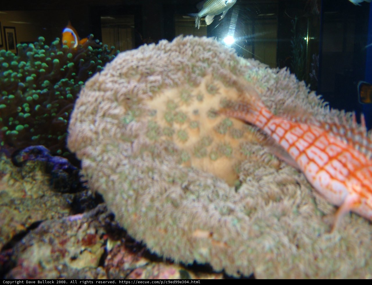 Aquarium Life