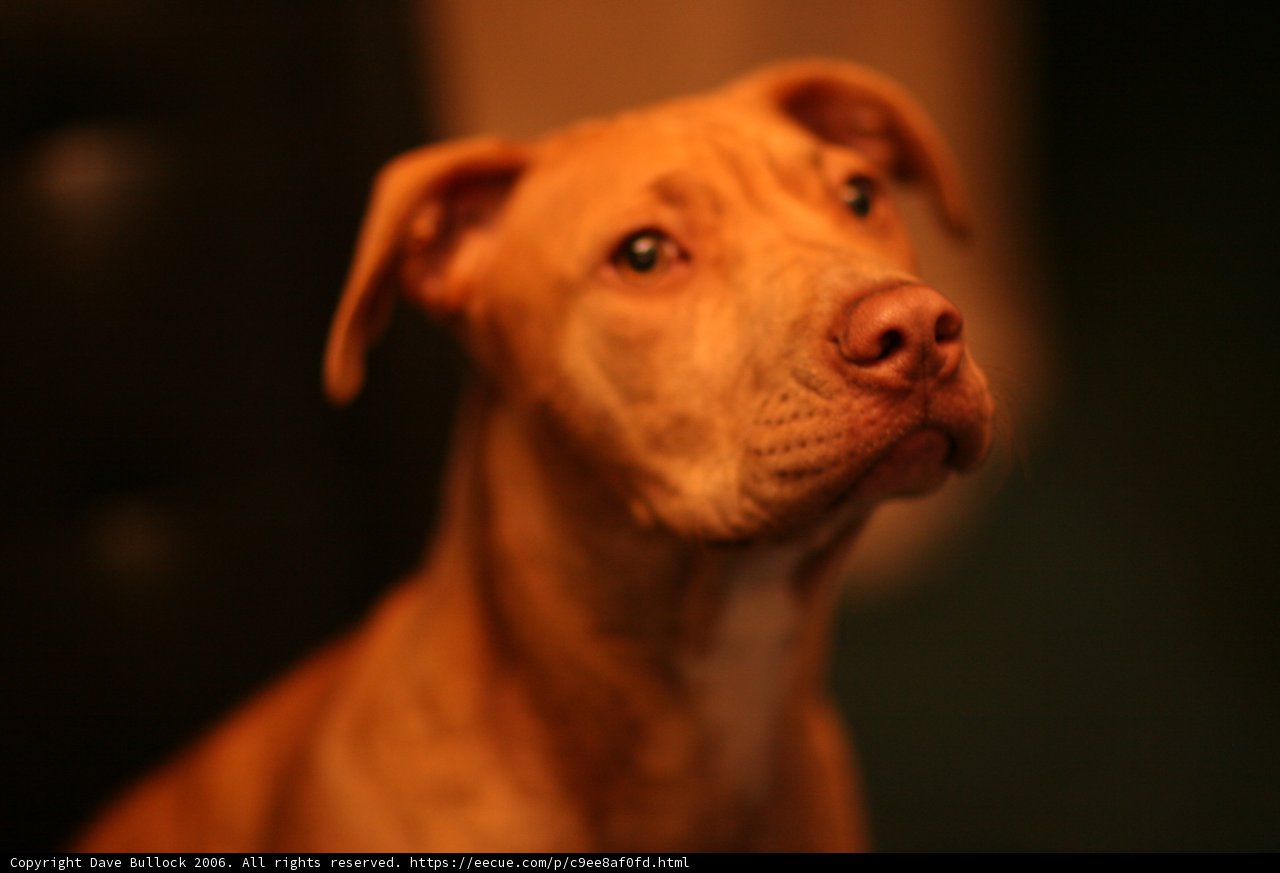 Canine Cutie