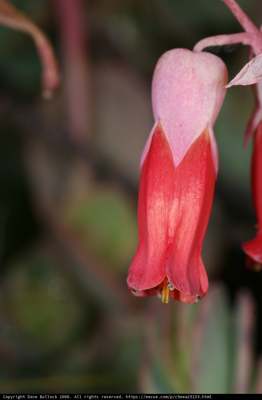 Beautiful red flower in bloom