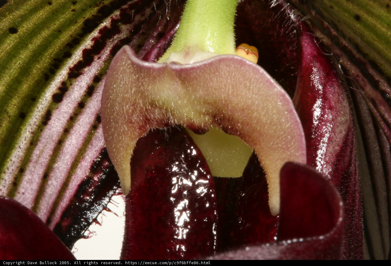 A Beautiful Orchid in Close Up