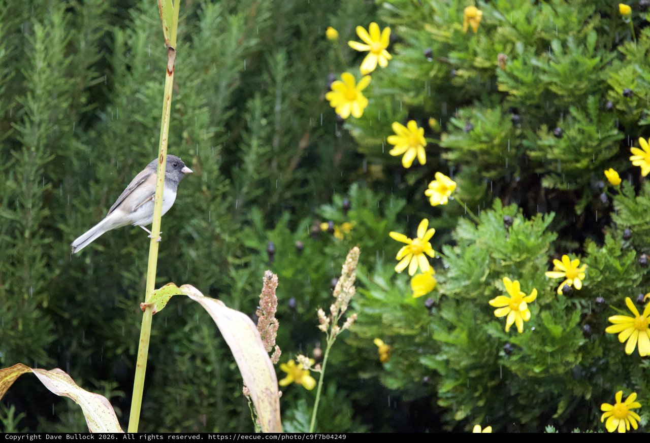 Small Bird Perched in Rain Among Yellow Wildflowers