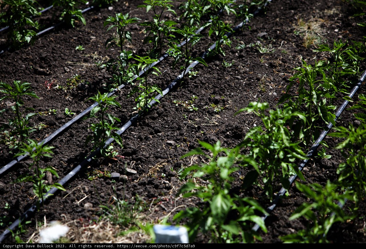 Sustainable Irrigation for a Flourishing Garden