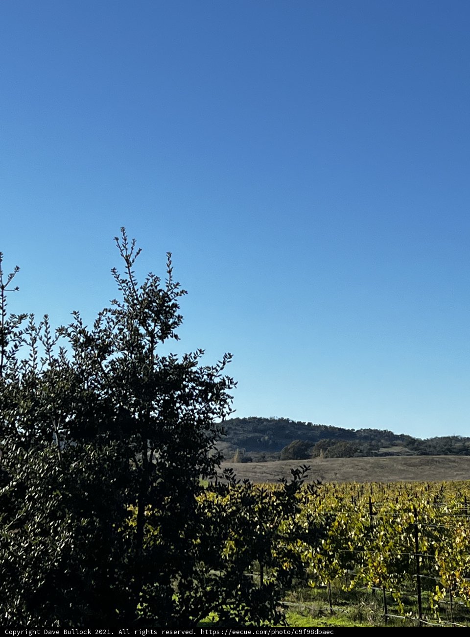 Serene Vineyard Field with Blue Sky