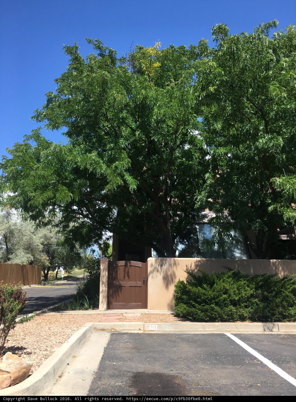 Tree in Front of Parking Lot