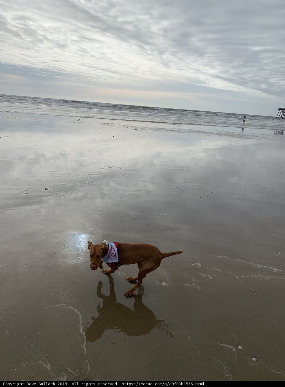 Canine Fun in the California Sun