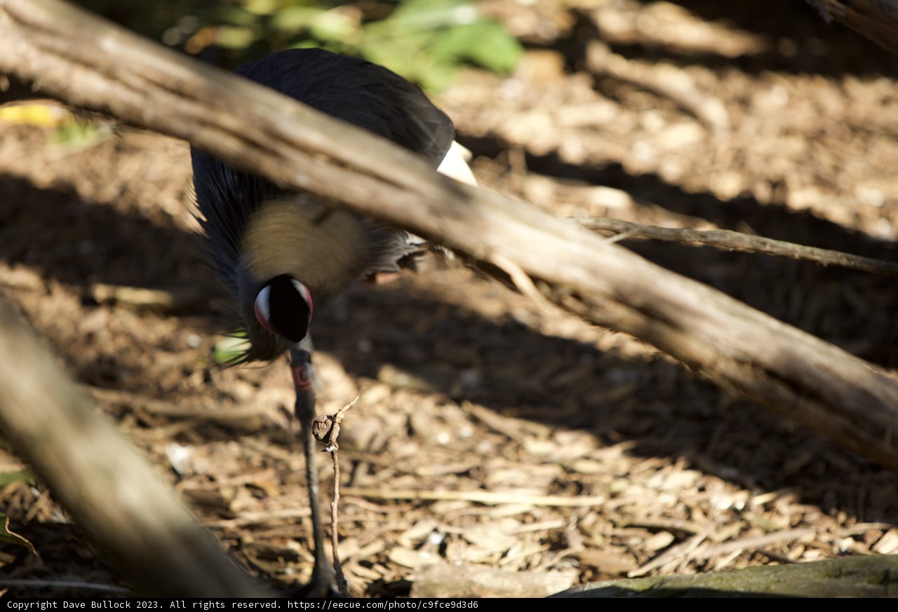 Majestic Long-Beaked Bird at SF Zoo