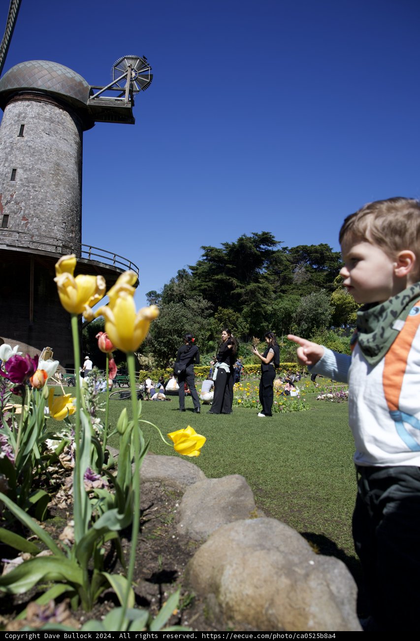 The Boy Amidst Blooms