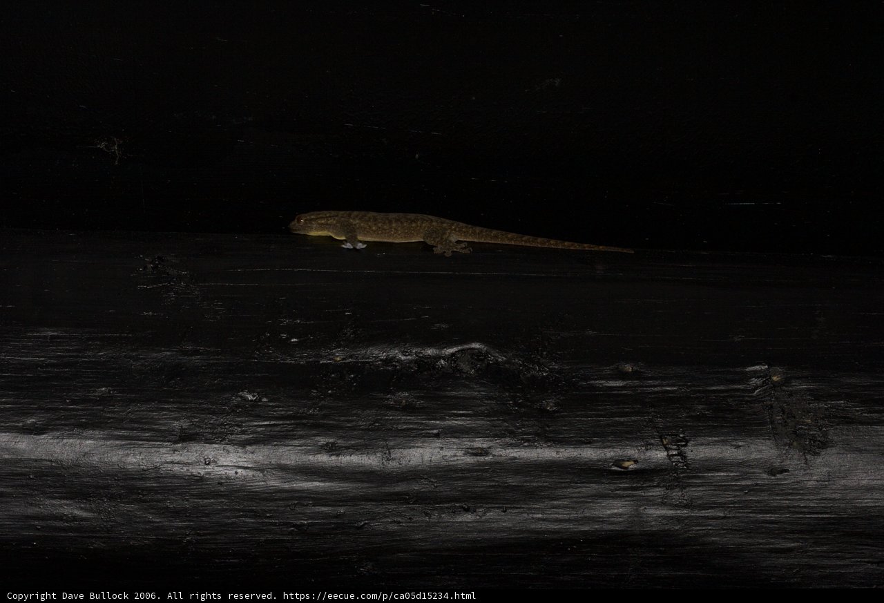 Nocturnal Lizard