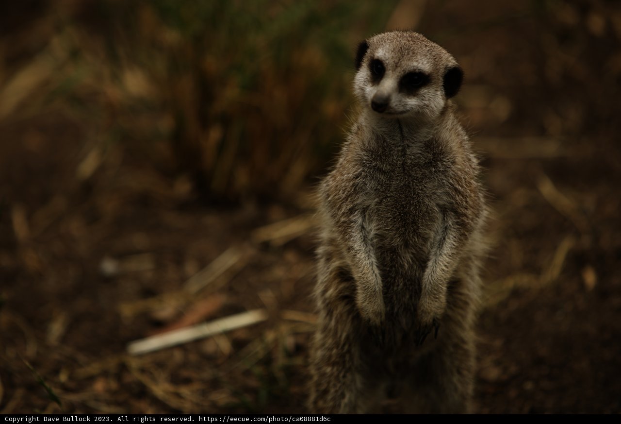 Meerkat Sentinel: Summer at Oakland Zoo, 2023