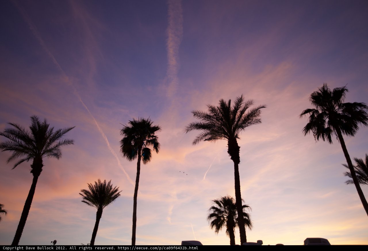 Purple Palm Tree Sunset