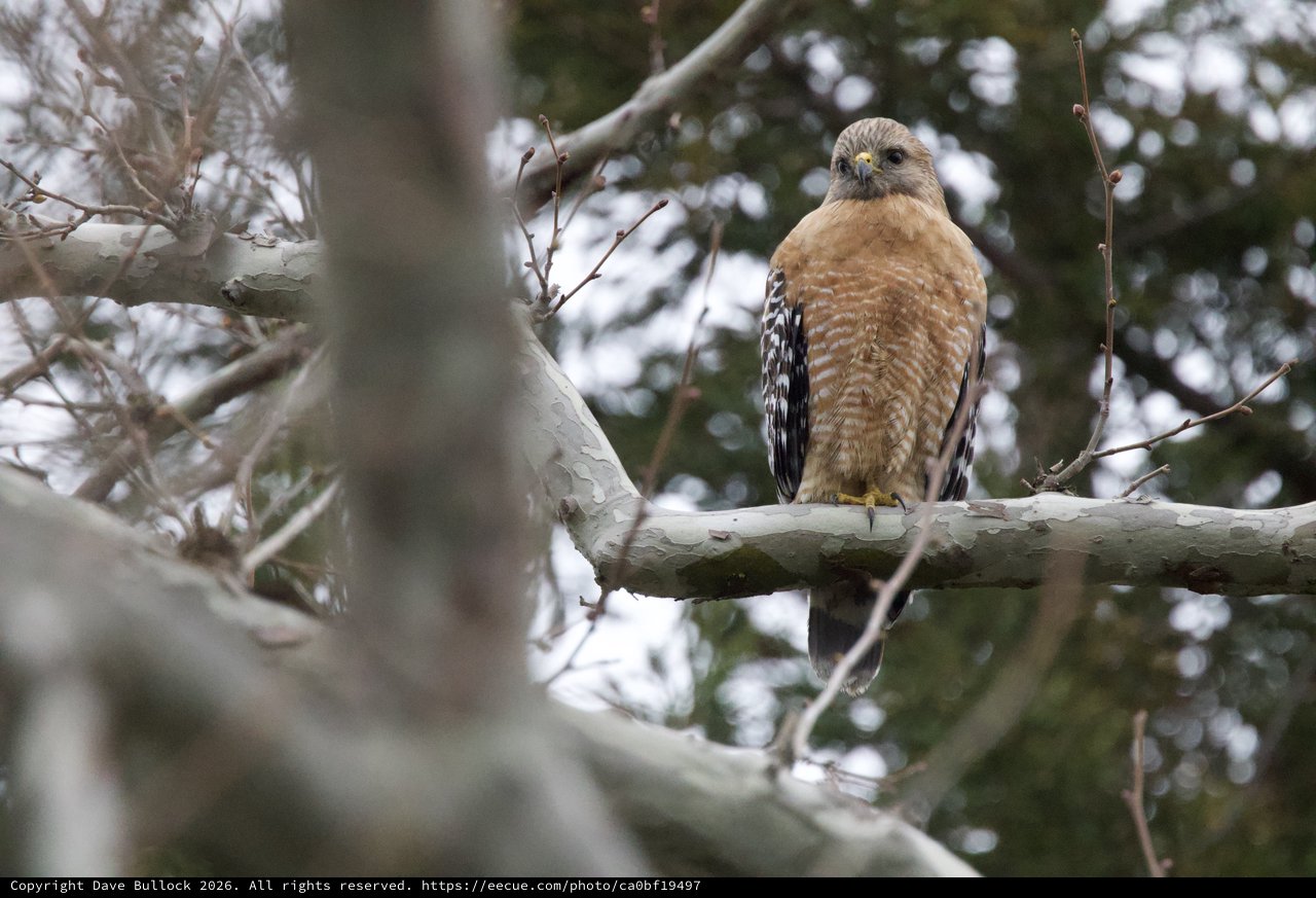Red-shouldered Hawk Perched on Winter Branch