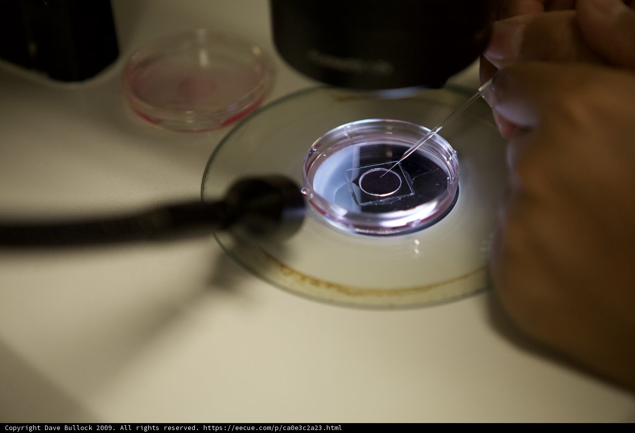 Microscopic Observation