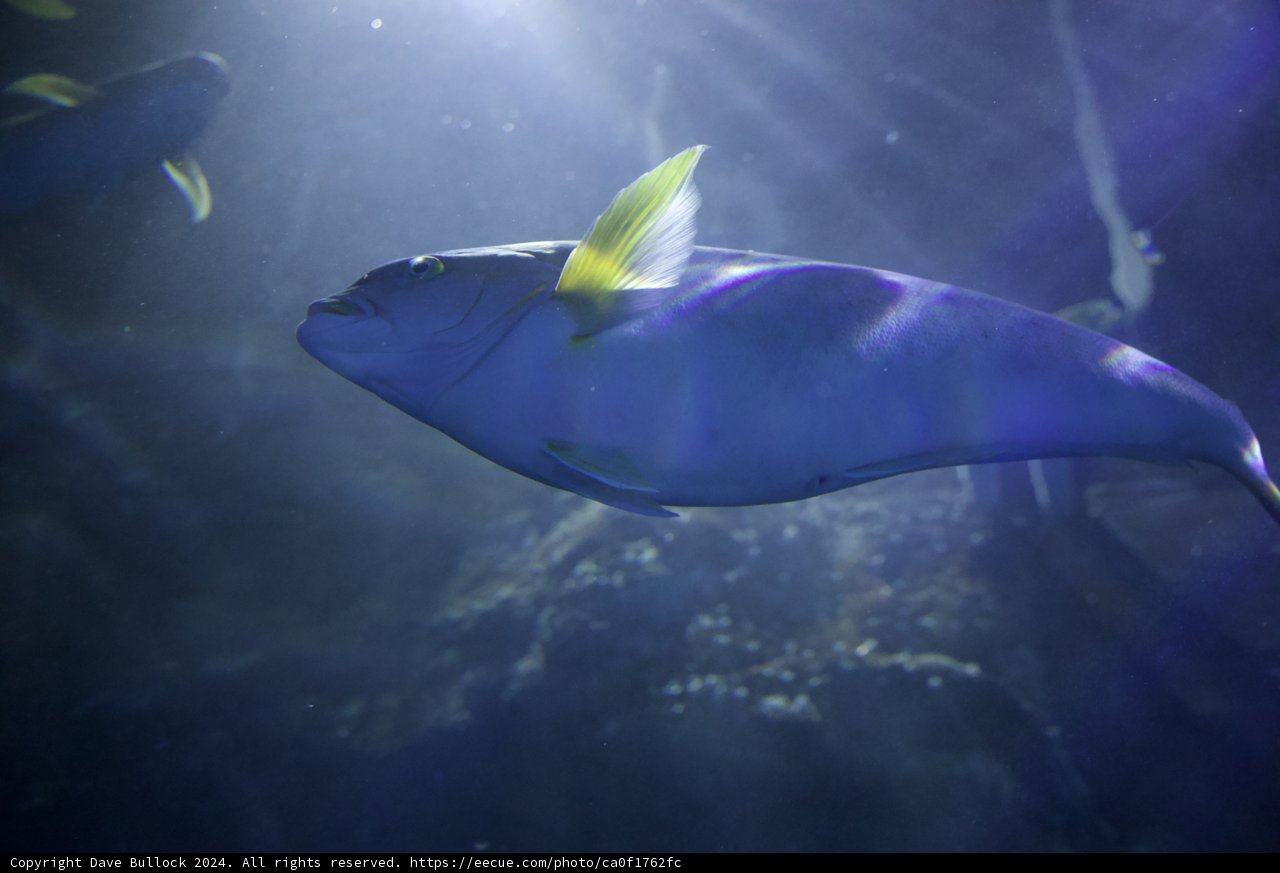 Illuminated Aquatic Life at Aquarium of the Bay, 2024