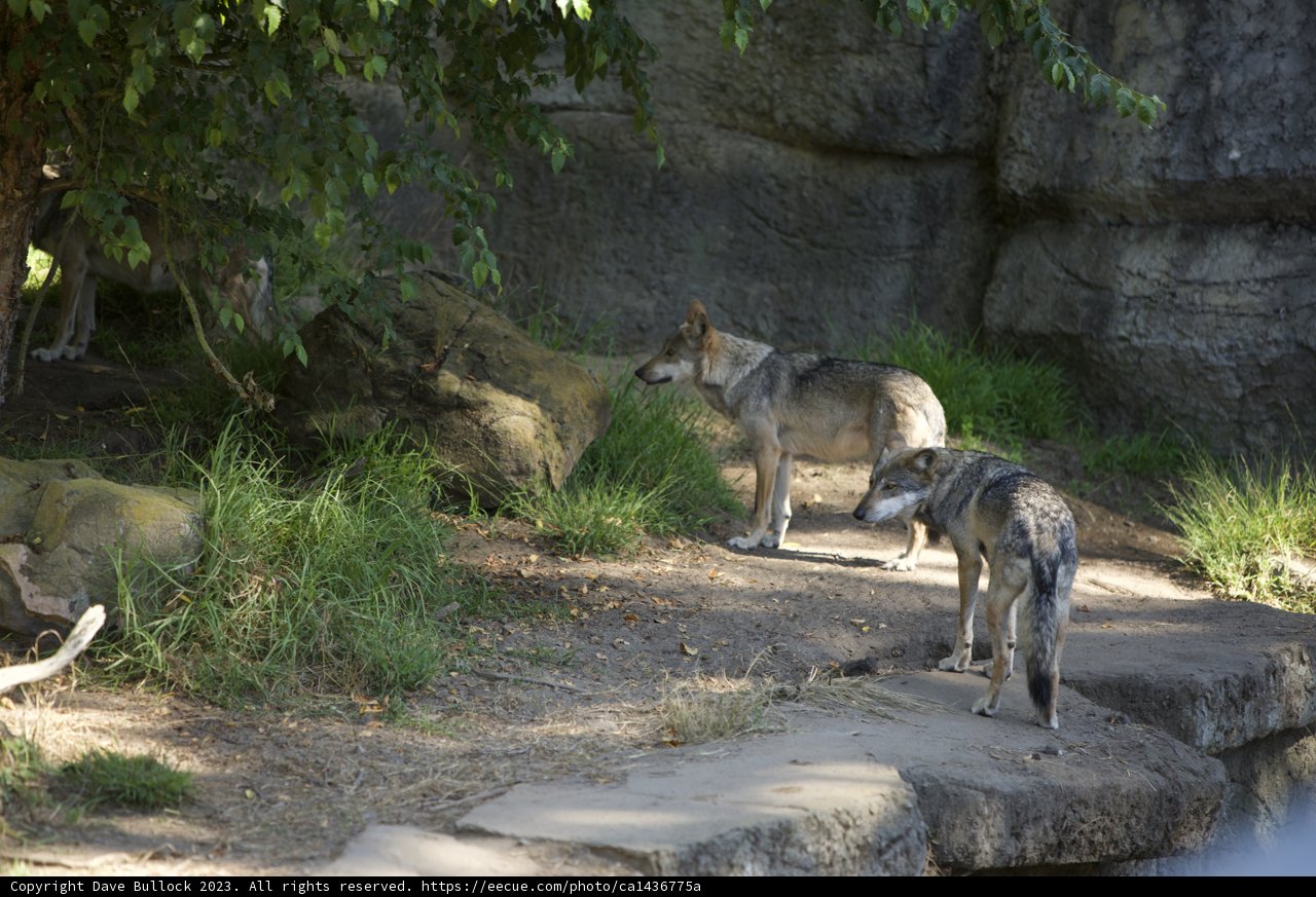Majestic Duo in San Francisco Zoo