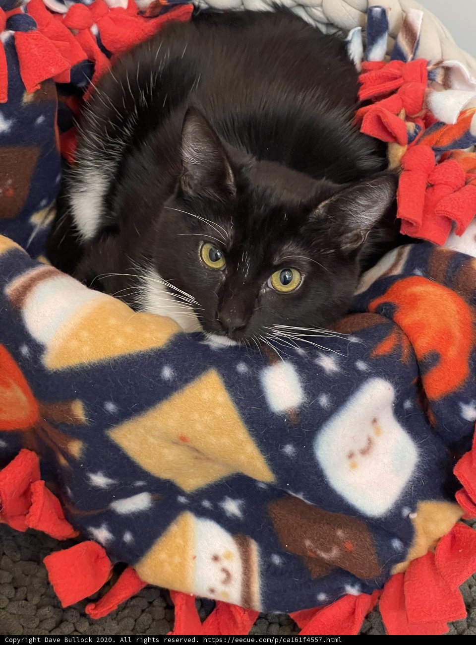 Cozy Cat