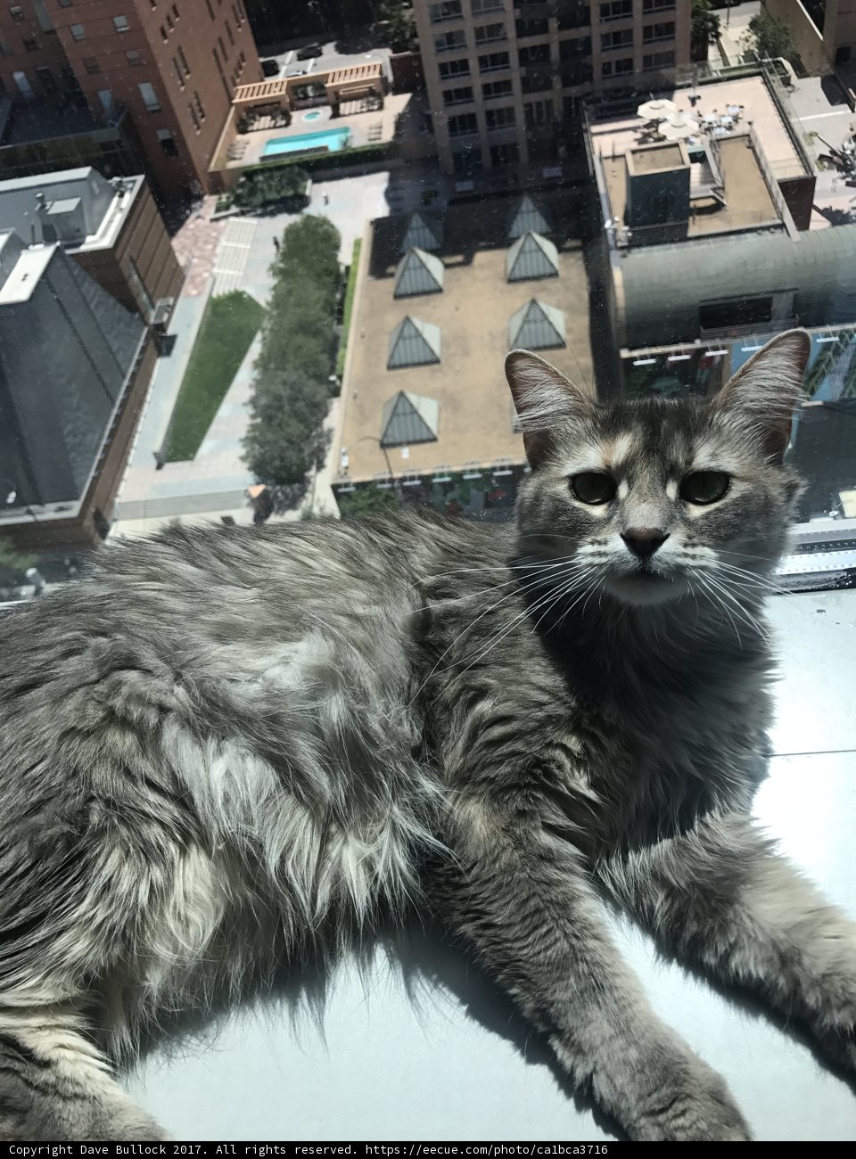 The Rooftop Cat