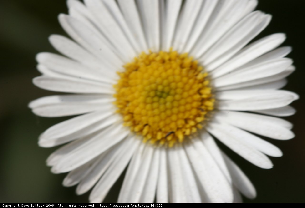 Delicate Beauty