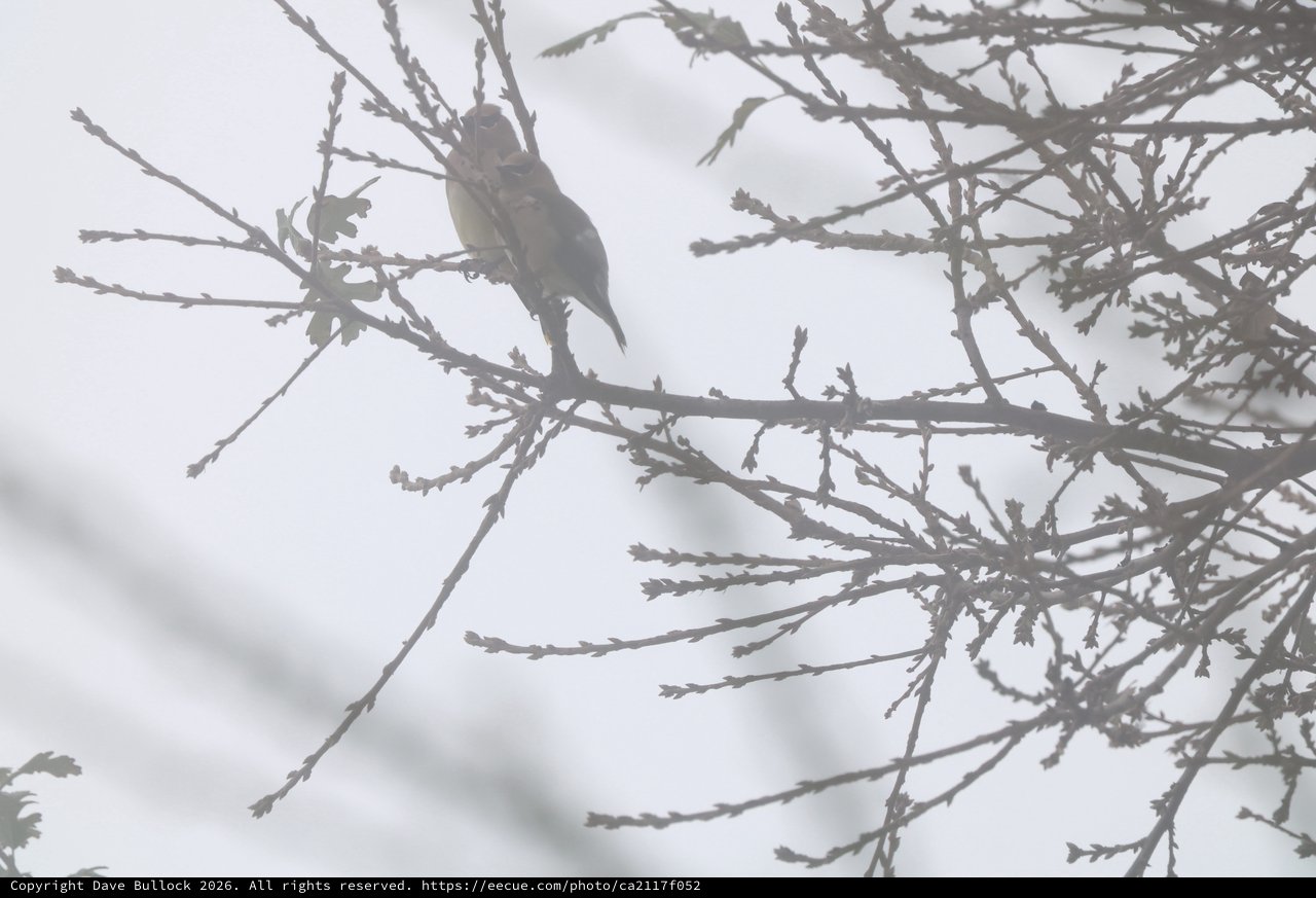 Backlit Bird Perched on Foggy Winter Branch