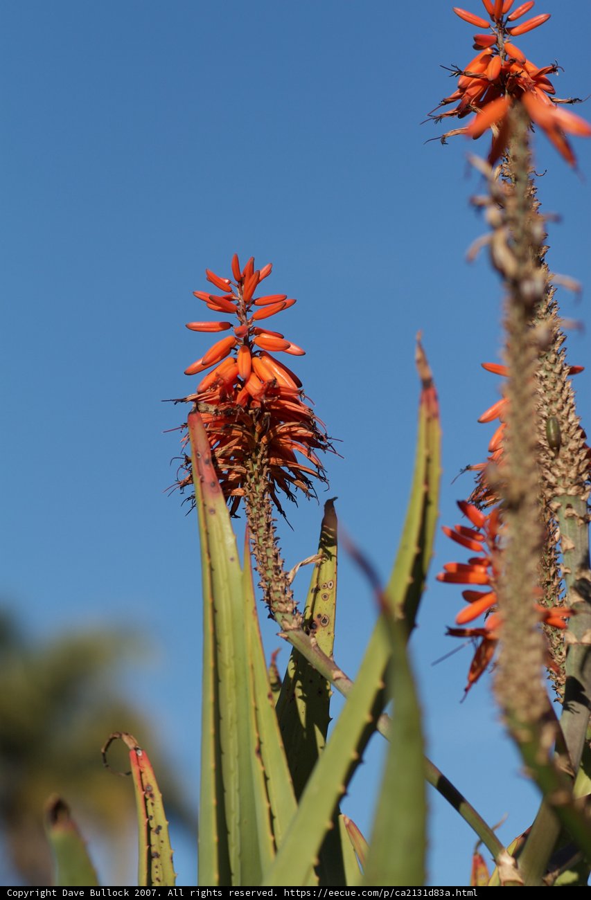Orange Blooms Against a Blue Sky