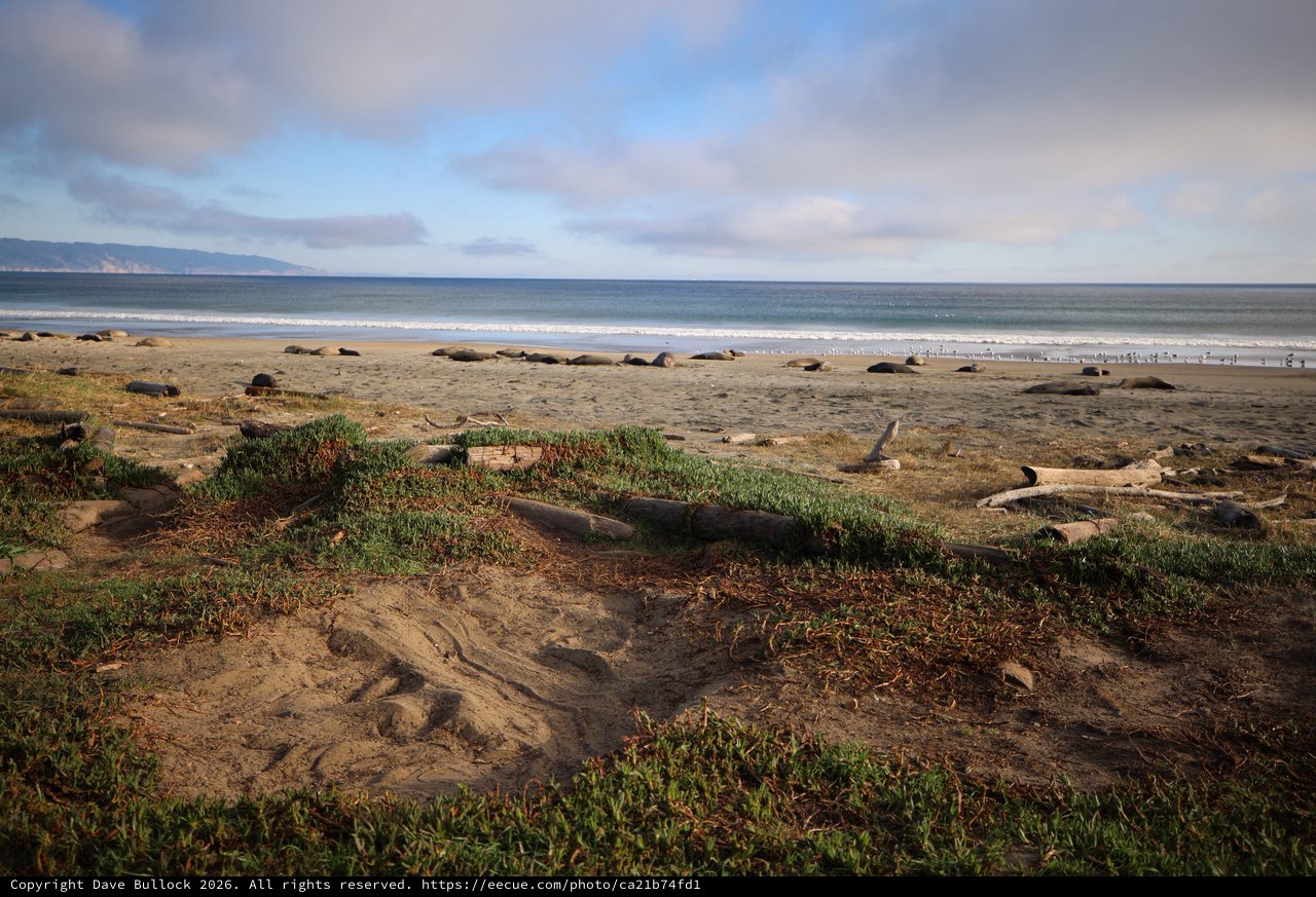 Elephant Seals Resting on Drakes Beach at Sunset