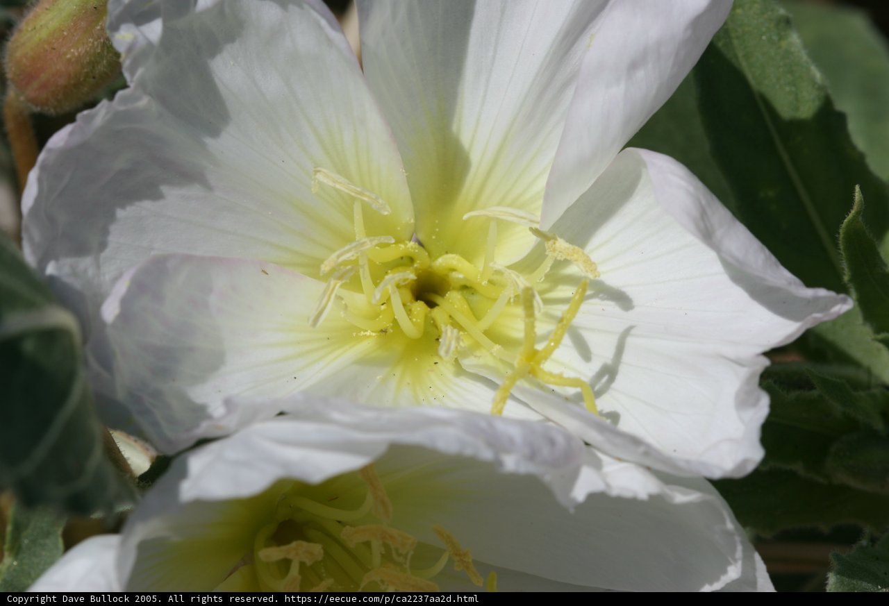 White Lily Flower with Yellow Stamens
